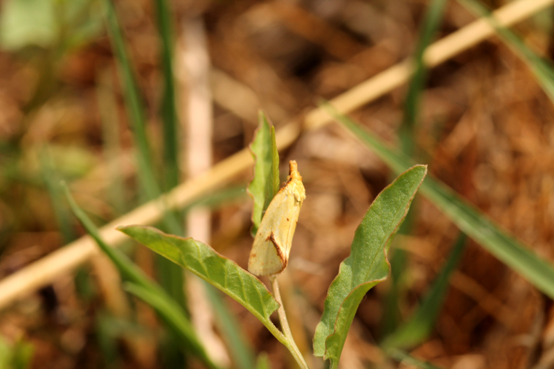 Id falena - Agapeta hamana, Tortricidae